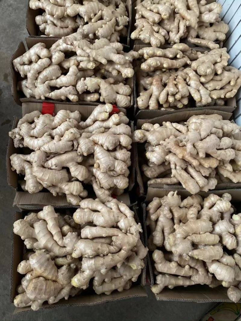【推荐】生姜保质保量产地一手货源可视频看货欢迎选购