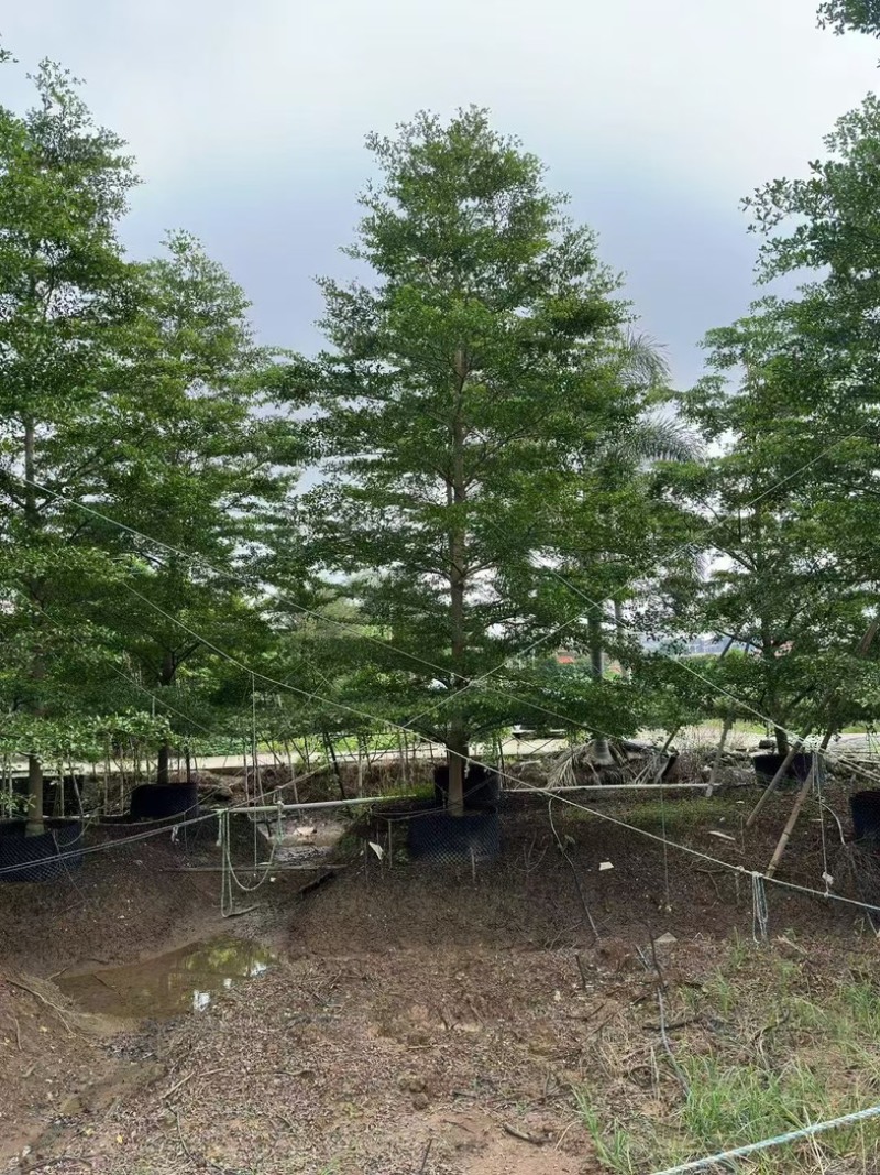 全冠细叶榄仁树10～20公分产地直发规格齐全质量优质