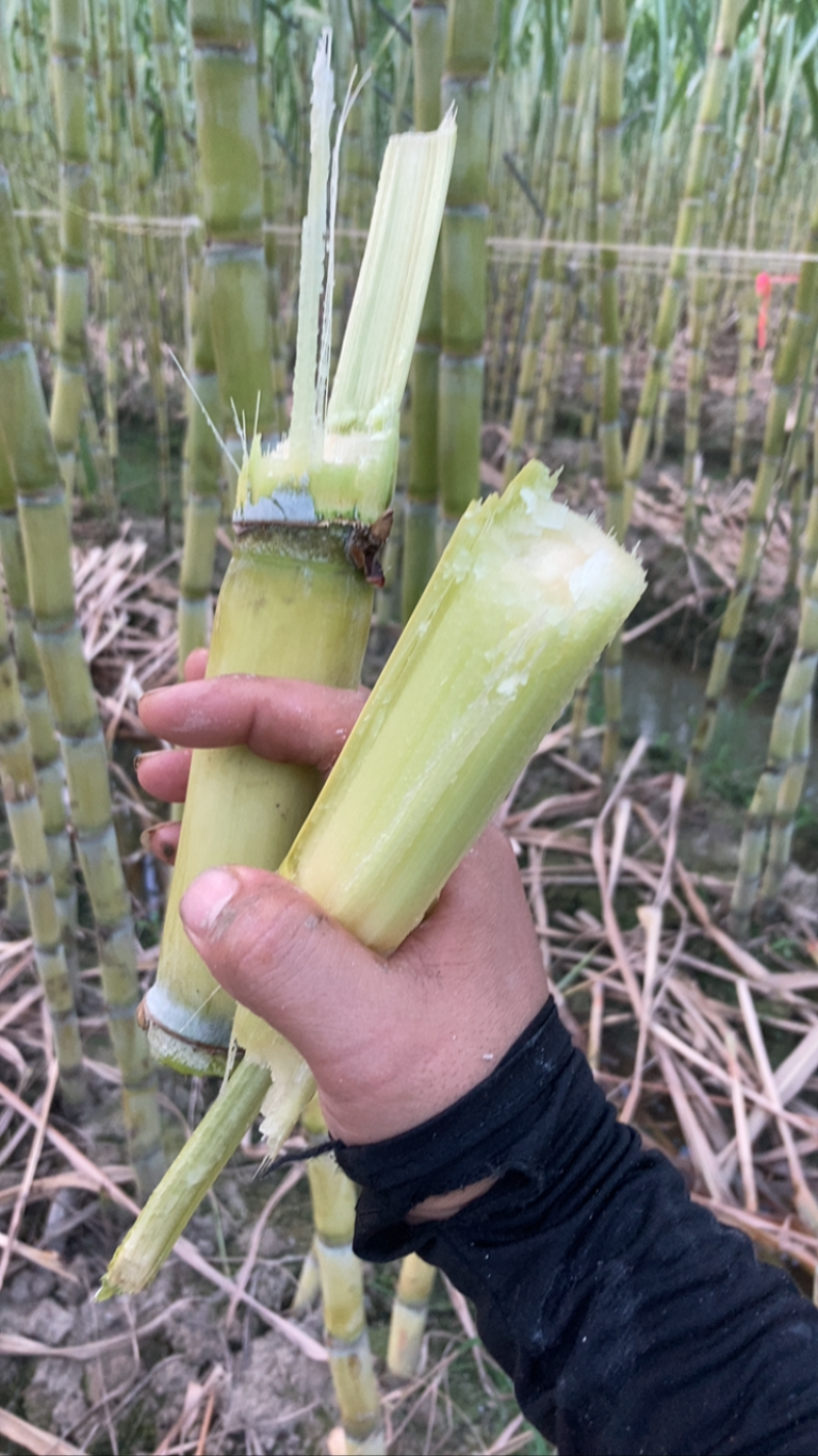 精品广东黄皮甘蔗长期供应货量充足价格优势产地直发