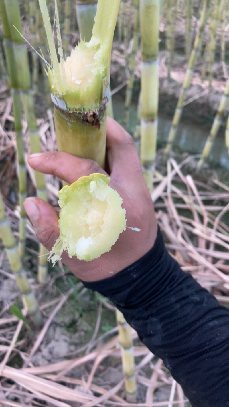 精品广东黄皮甘蔗长期供应货量充足价格优势产地直发