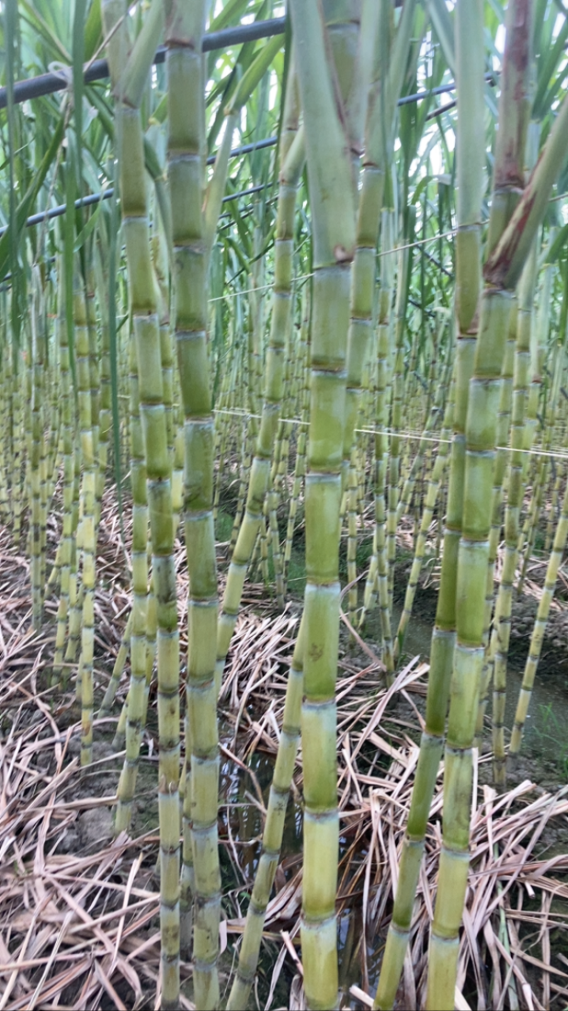 精品广东黄皮甘蔗长期供应货量充足价格优势产地直发