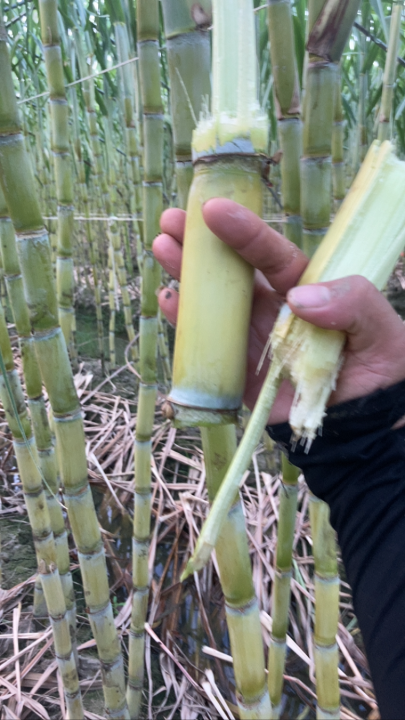精品广东黄皮甘蔗长期供应货量充足价格优势产地直发