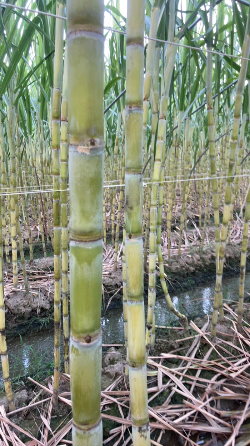 精品广东黄皮甘蔗长期供应货量充足价格优势产地直发