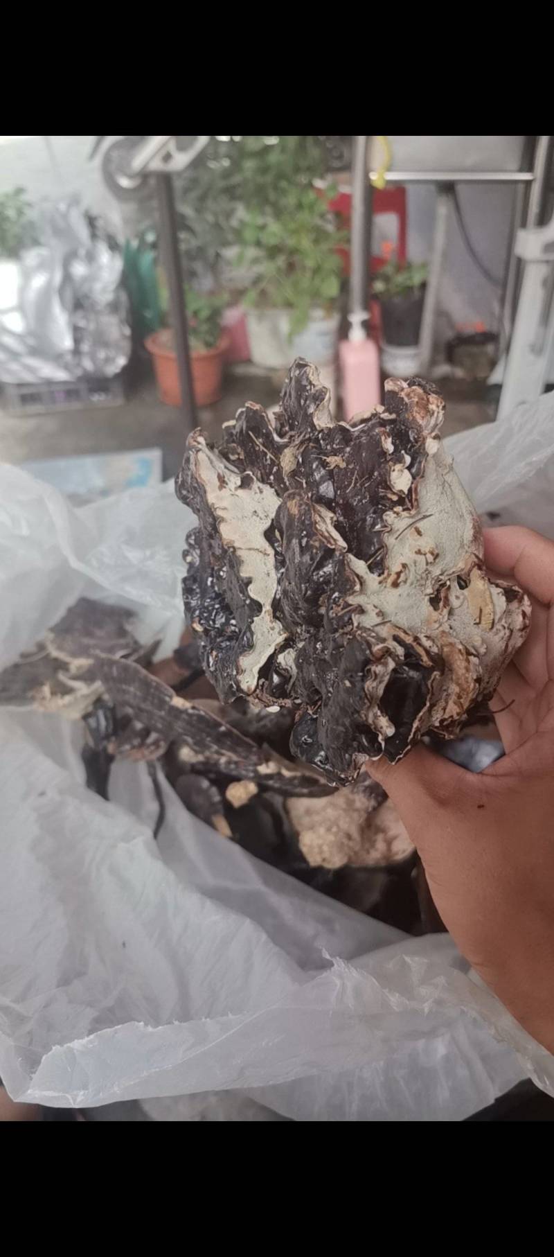 灵芝，野生灵芝，紫灵芝，赤灵芝，黑灵芝