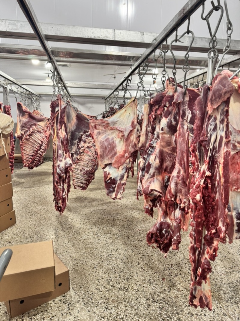 四分体，牛肉