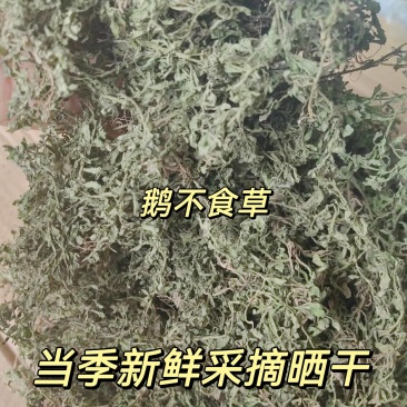 鹅不食草