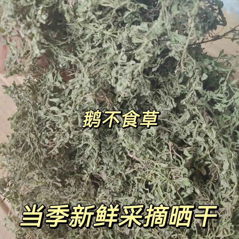 鹅不食草