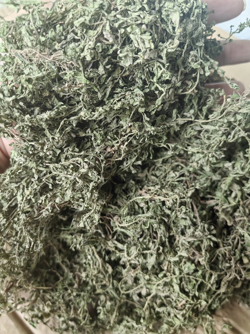 鹅不食草