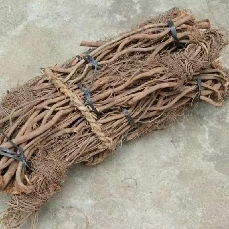 鱼藤根鱼藤粉货源充足，品质优良欢迎来电咨询采购
