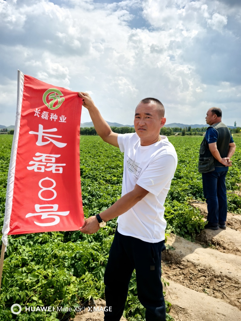 长磊七号八号早熟种暑可以预定了需要的电话联系！