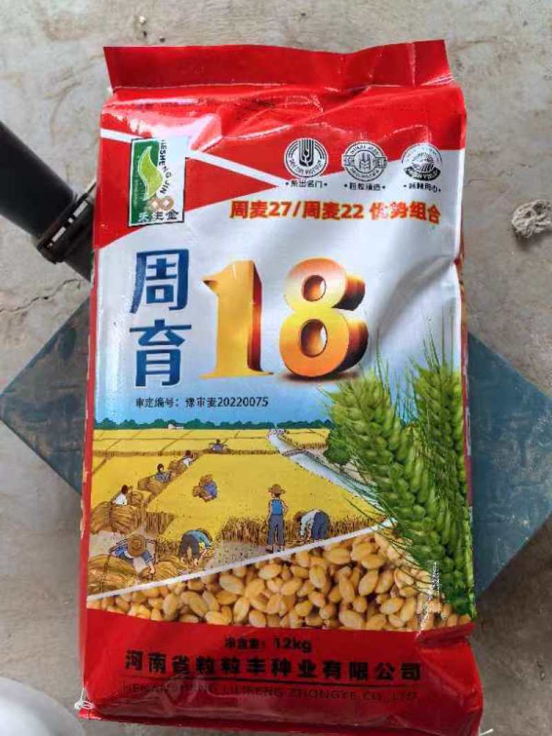 小麦种子，只限河南区域种植，批发，代理！