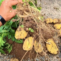 长磊8号原种薯9月10号开始起货需要的种植大户联系全国供