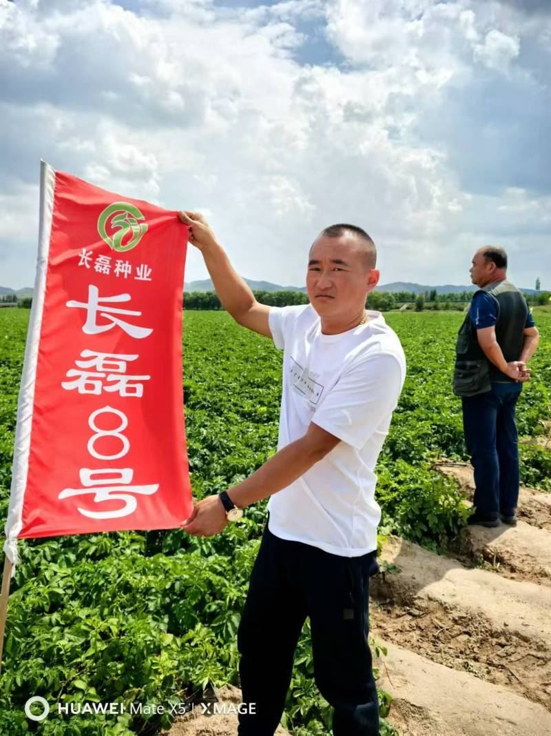 长磊8号原种薯9月10号开始起货需要的种植大户联系全国供