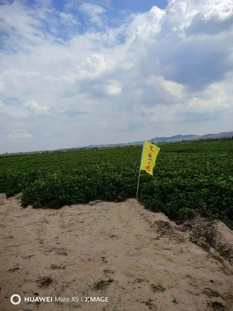 长磊8号原种薯9月10号开始起货需要的种植大户联系全国供