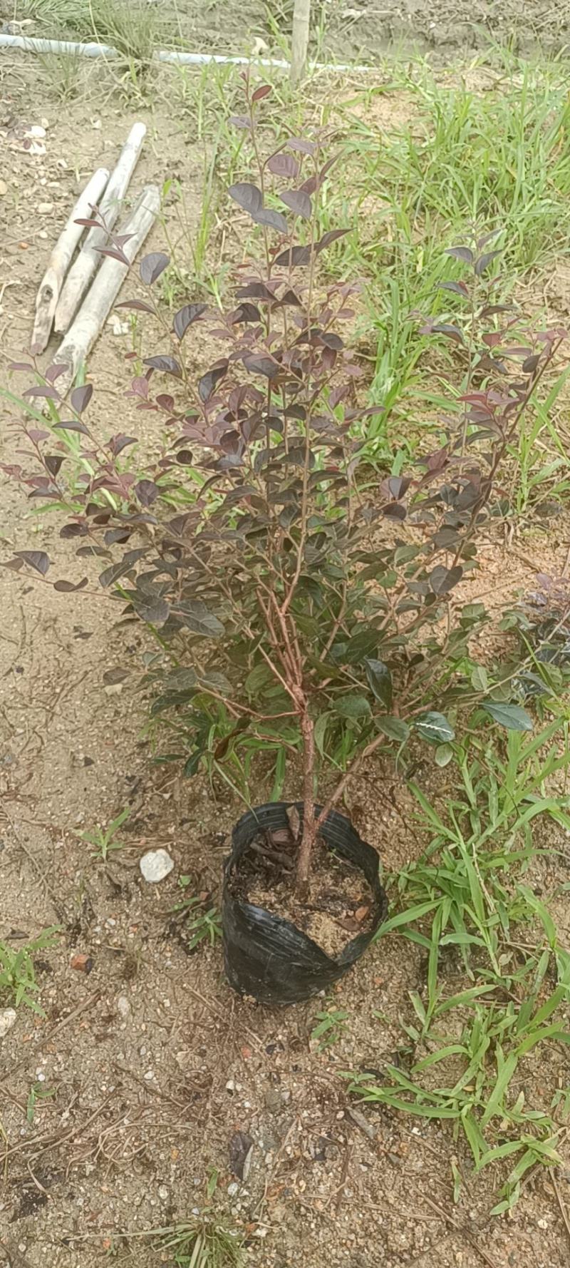 红花继木大杯苗