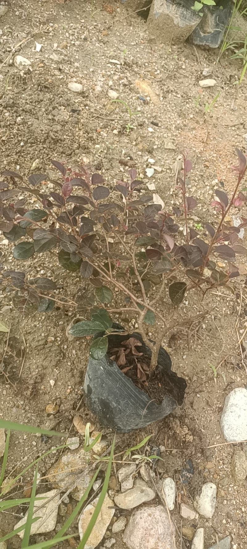 红花继木大杯苗