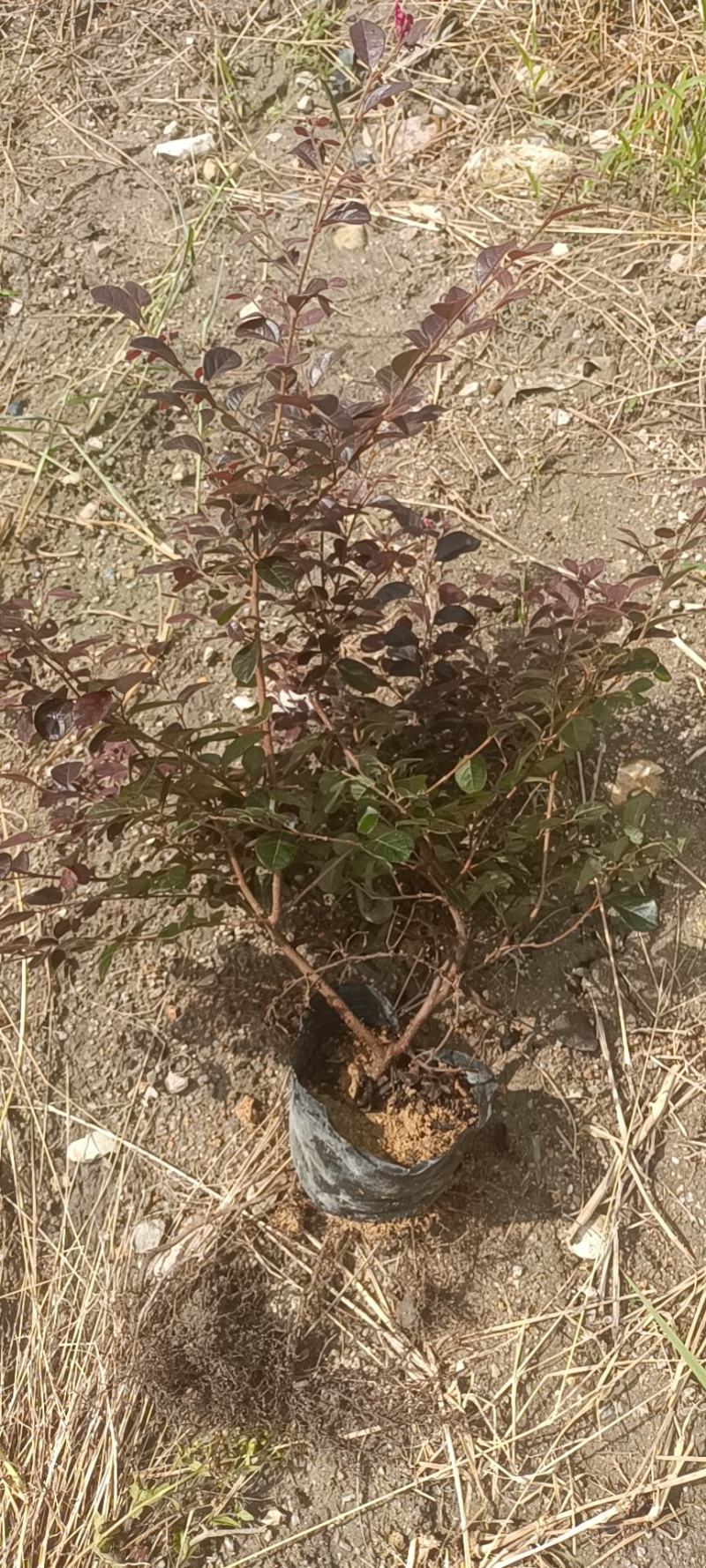 红花继木大杯苗