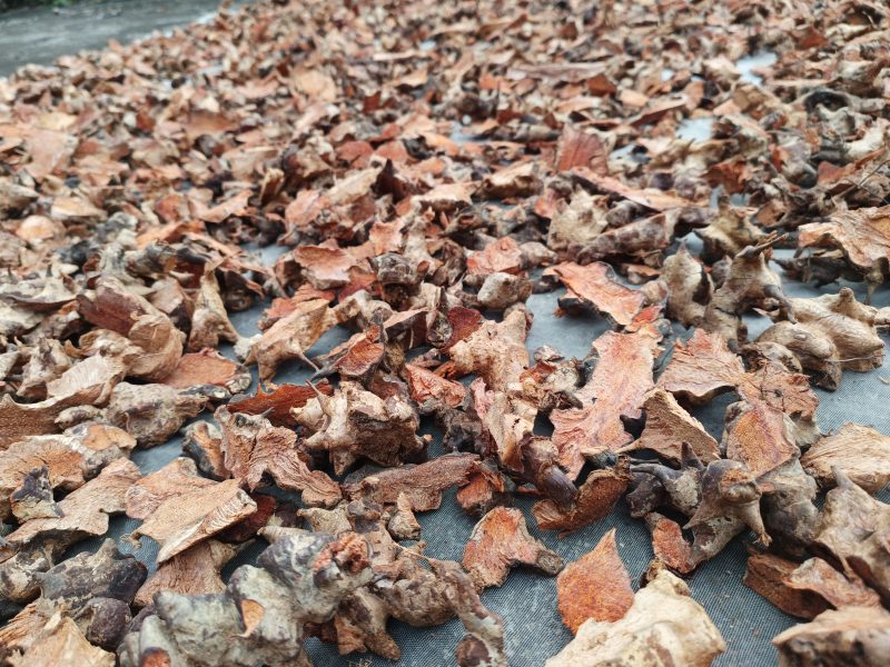 金刚头，菝契，金刚藤洗干净泥土无硫手工砍干货
