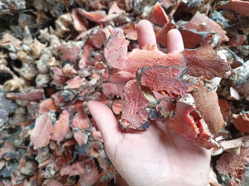 金刚头，菝契，金刚藤洗干净泥土无硫手工砍干货