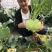 三系杂交青苤兰种子蔬菜基地春秋两季播种扁圆形苤蓝种子