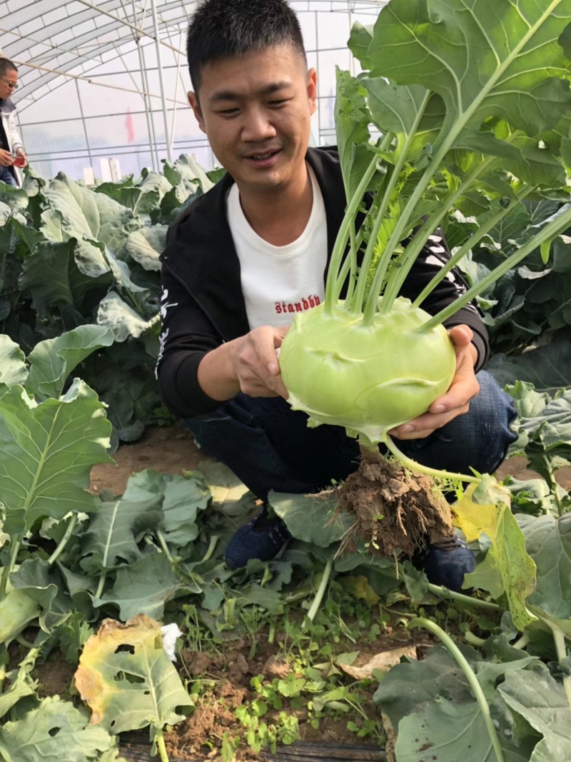 三系杂交青苤兰种子蔬菜基地春秋两季播种扁圆形苤蓝种子