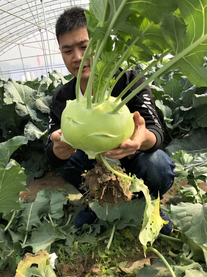 三系杂交青苤兰种子蔬菜基地春秋两季播种扁圆形苤蓝种子