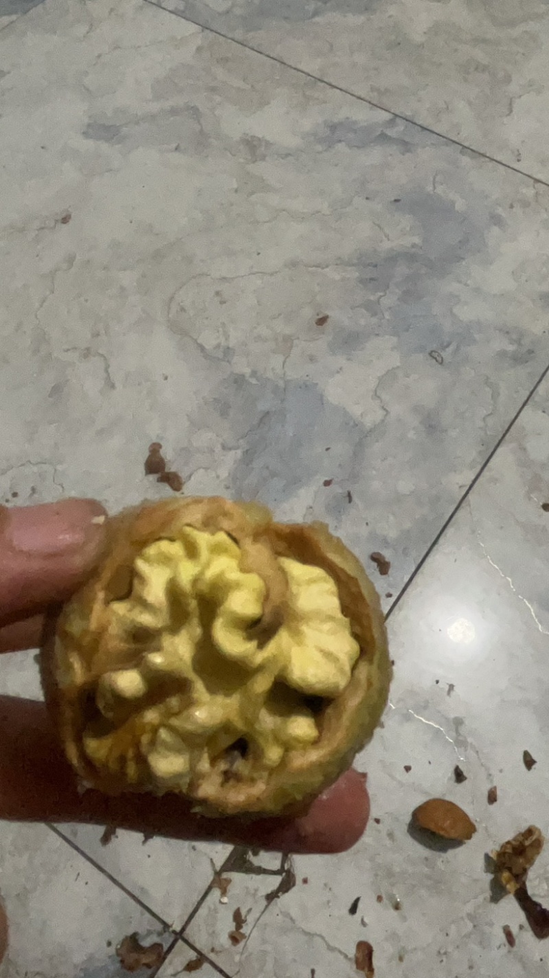 青皮核桃清香，辽系，硕丰大量上市。需要联系