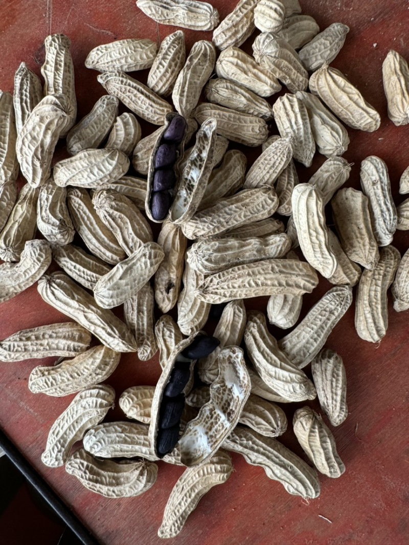 孟连黑花生/一手货源/保质保量/货源稳定/欢迎致电