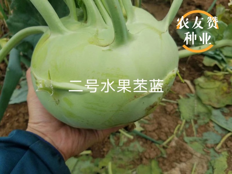 二号水果苤蓝种子脆甜无纤维晚熟水果苤兰种子扁圆形苤兰