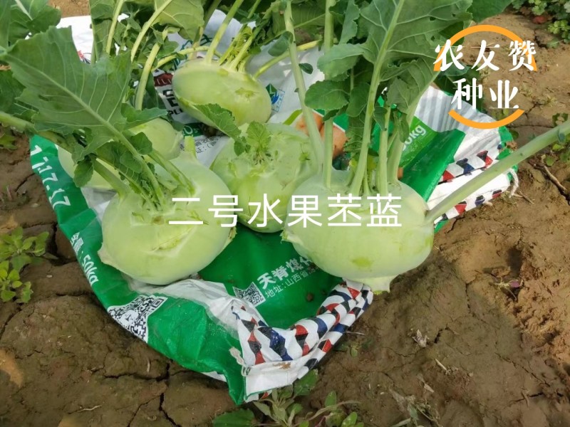 二号水果苤蓝种子脆甜无纤维晚熟水果苤兰种子扁圆形苤兰