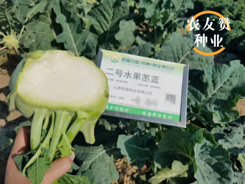 二号水果苤蓝种子脆甜无纤维晚熟水果苤兰种子扁圆形苤兰