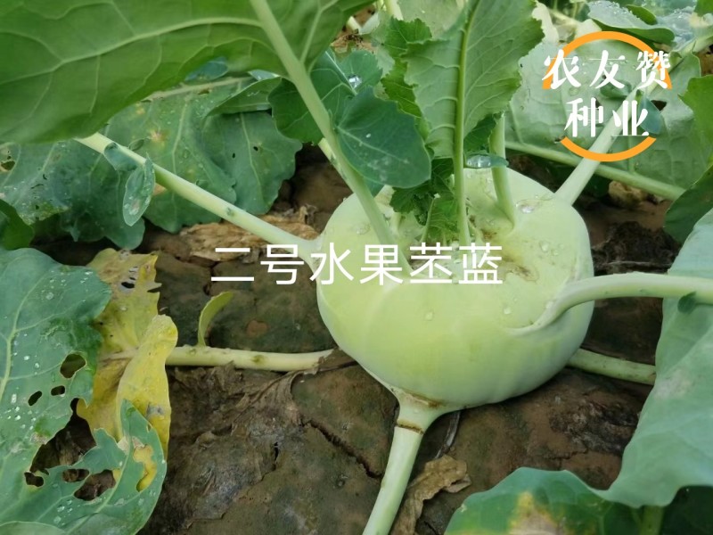 二号水果苤蓝种子脆甜无纤维晚熟水果苤兰种子扁圆形苤兰