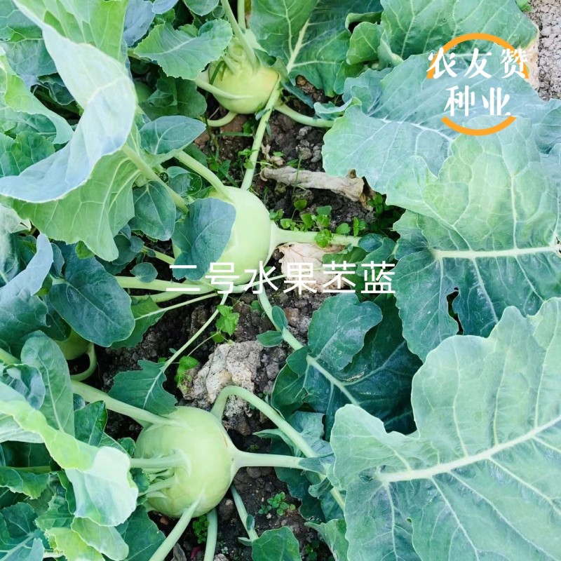二号水果苤蓝种子脆甜无纤维晚熟水果苤兰种子扁圆形苤兰