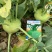 二号水果苤蓝种子脆甜无纤维晚熟水果苤兰种子扁圆形苤兰
