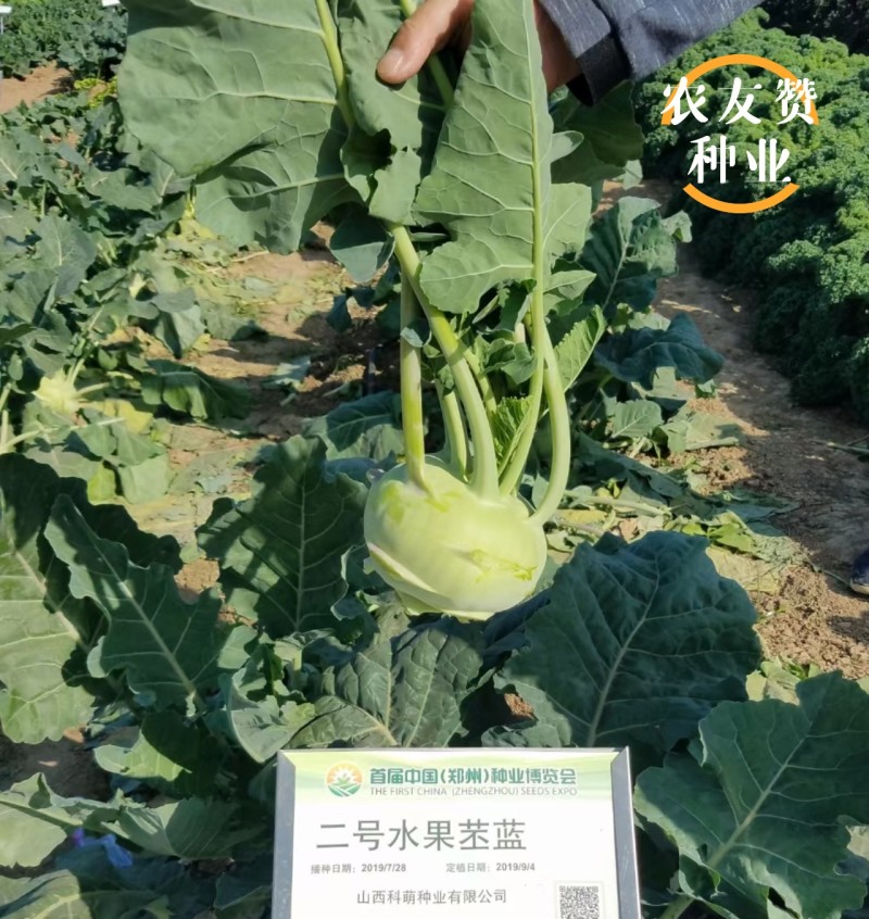 二号水果苤蓝种子脆甜无纤维晚熟水果苤兰种子扁圆形苤兰