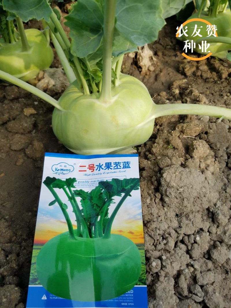 二号水果苤蓝种子脆甜无纤维晚熟水果苤兰种子扁圆形苤兰
