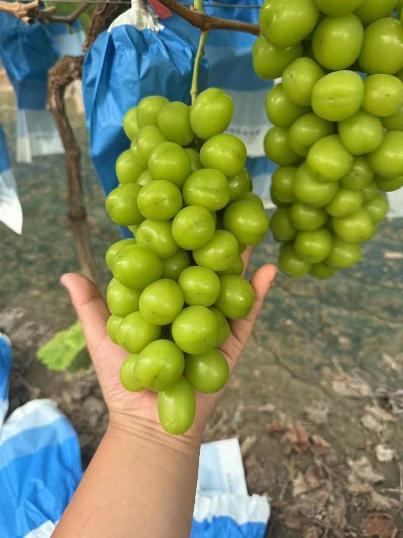 【精选】阳光玫瑰/湖北葡萄/大量上市/基地直发/品质保障