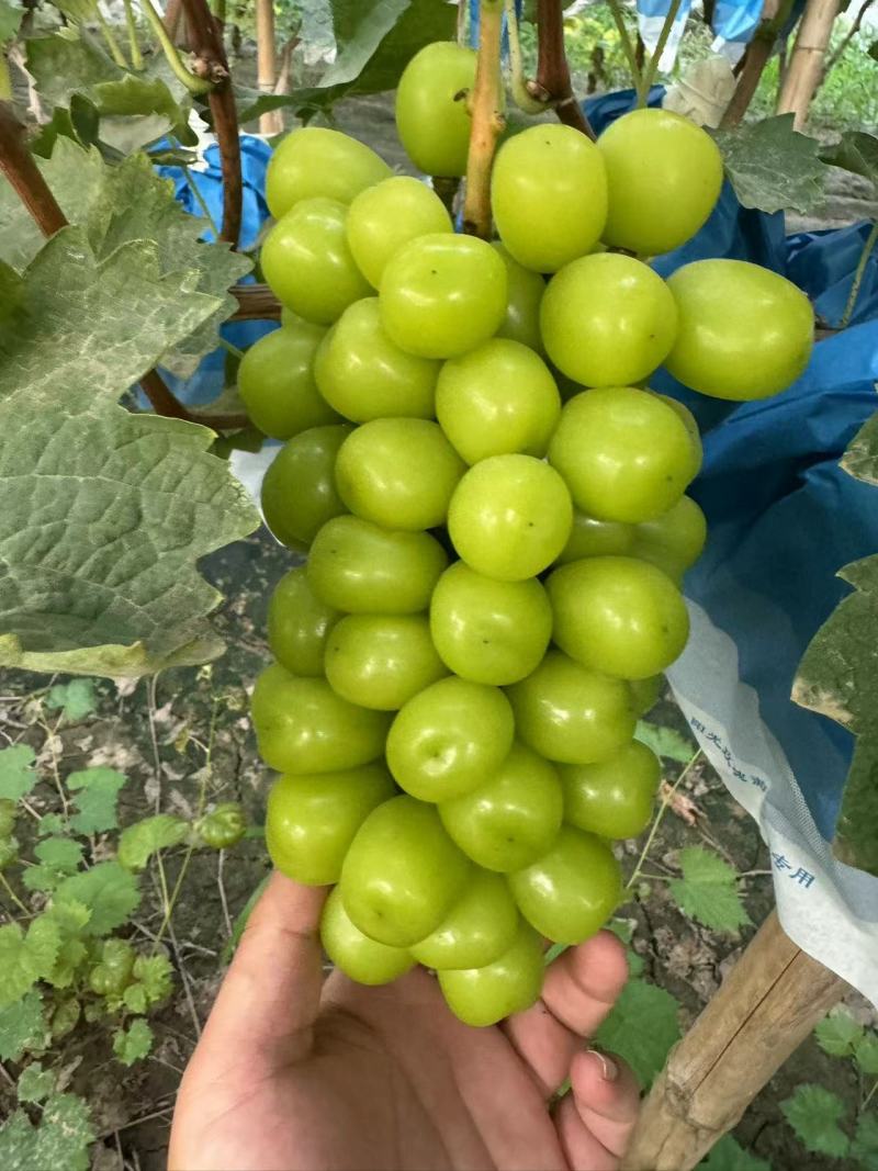 【精选】阳光玫瑰/湖北葡萄/大量上市/基地直发/品质保障