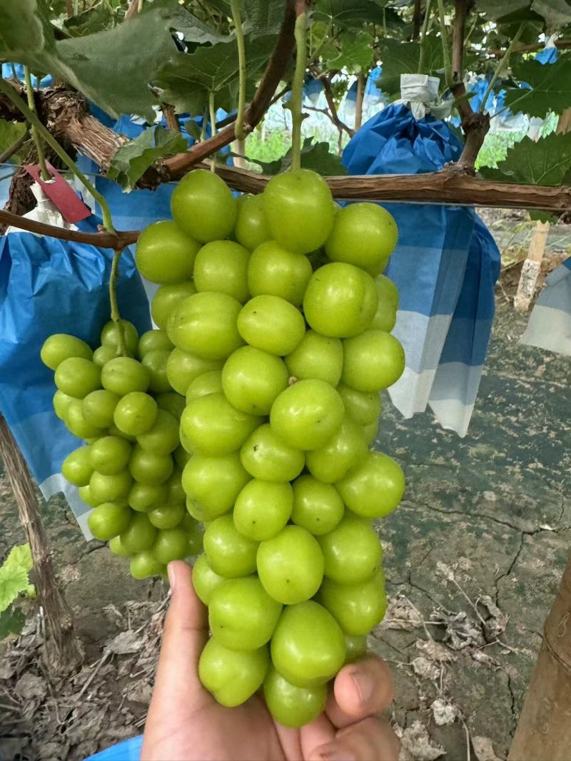 【精选】阳光玫瑰/湖北葡萄/大量上市/基地直发/品质保障