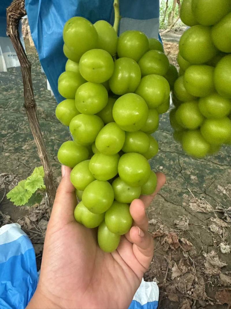 【实力推荐】精品阳光玫瑰大量出货量大价优品质保证欢迎咨询