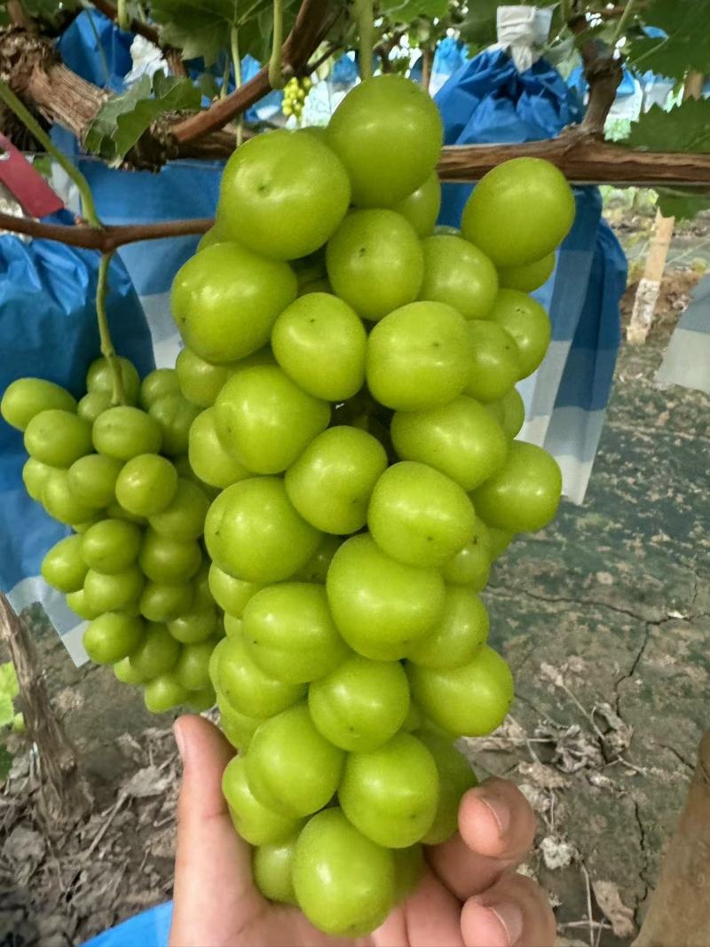 【实力推荐】精品阳光玫瑰大量出货量大价优品质保证欢迎咨询