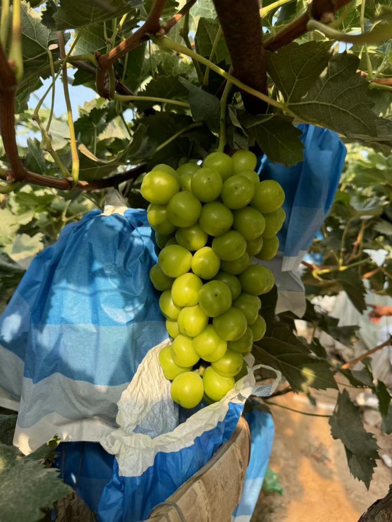 【实力推荐】精品阳光玫瑰大量出货量大价优品质保证欢迎咨询