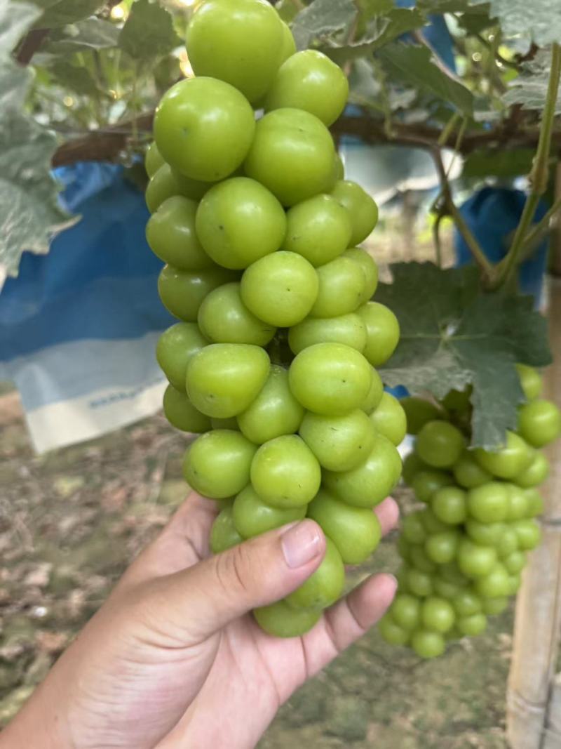 【实力推荐】精品阳光玫瑰大量出货量大价优品质保证欢迎咨询