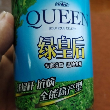 绿皇后芹菜种子畅销8年的品种品质始终如一老百姓都说好