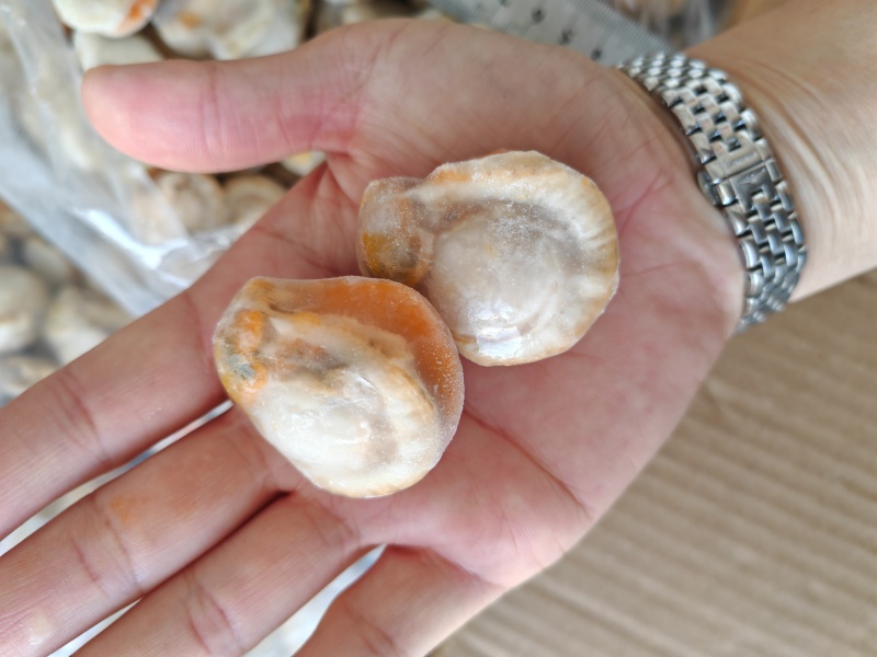 原汁扇贝肉10斤装冷冻红贝肉火锅捞汁海鲜食材
