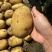 实验一号土豆精品土豆大量供应中对接全国商超市场等