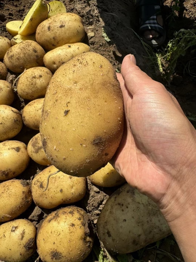 实验一号土豆精品土豆大量供应中对接全国商超市场等