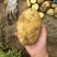 实验一号土豆精品土豆大量供应中对接全国商超市场等