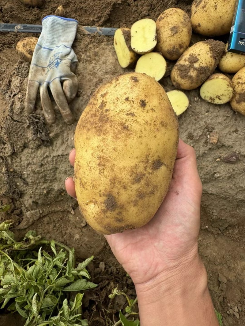 实验一号土豆精品土豆大量供应中对接全国商超市场等