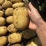 实验一号土豆精品土豆大量供应中对接全国商超市场等